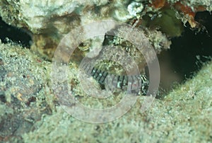 A tiny fish on a sandy bottom.