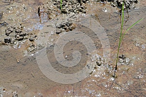 Tiny fishes swimming on a small rush of water flowing on wet mud in a rice field photo