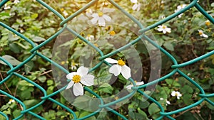 Tiny flower blosoom under sunlight, pure white petals and yellow pistil blomming on green leaves plant climbing on green wire mesh