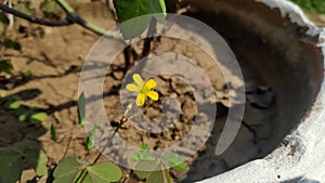 Tiny flower in an earthen pot