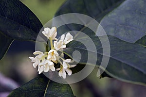 Tiny flower sighted in forest