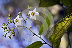 Tiny flower sighted in forest