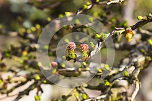 Tiny flowers on a branch of a European Larch bonsai tree that has been wired recently