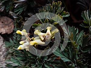 Tiny flowers of the Dutchman\'s britches or Dutchman\'s breeches (Dicentra cucullaria)