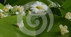 Tiny flowers on green leaves macro footage