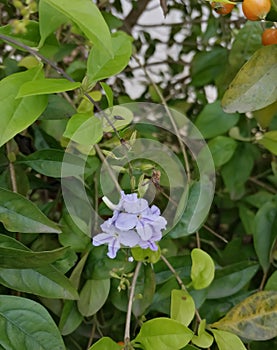 Tiny flowers - tiny flowers in whitish color