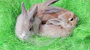 Tiny fluffy bunnies rest together, easter symbol, little cute colorful animals have fun