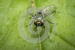 Tiny fly on a leaf