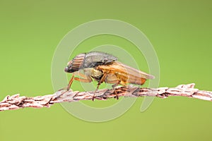 Tiny fly maybe the baby of soldier fly photo photo