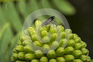 Tiny fly resting on a rounded plant