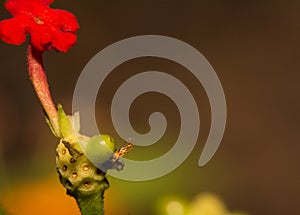 Tiny Fly Searches For Food On The Bud Of A New Flower