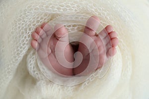 The tiny foot of a newborn baby. Soft feet of a new born in a white wool blanket