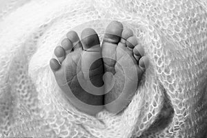 The tiny foot of a newborn. Soft feet of a newborn in a blanket. Close up of toes, heels and feet of a newborn baby.