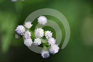 Tiny forest flowers