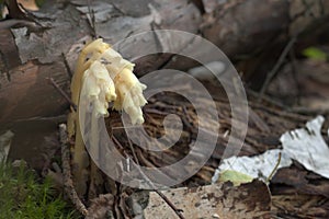 Tiny forest fly Snailkiller on pinesap wild plant