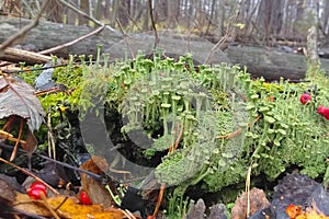 Tiny forest lichen also known as Cladonia fimbriata are growing on bark of tree.Symbionts