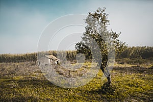 A tiny forsaken house in the field