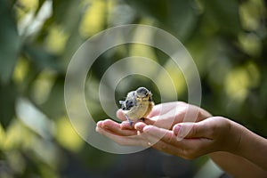 Tiny fragile baby bird sitting on hands of a child