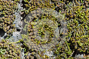 Tiny fresh green moss spring nature awakening macro