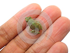 Tiny frog