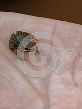 Tiny frog caught in the palm of a hand