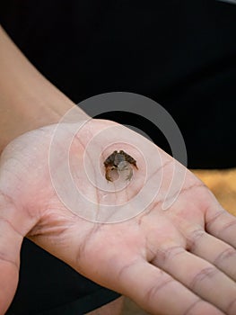 Tiny frog caught in the palm of a hand