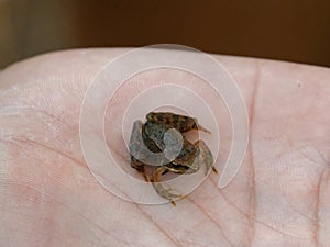Tiny frog caught in the palm of a hand