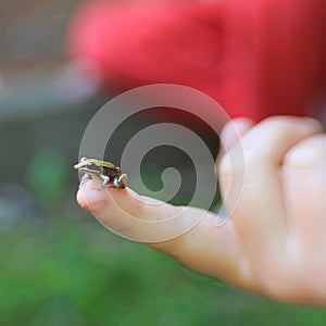 Tiny frog on child`s finger. Selective focus. Square.