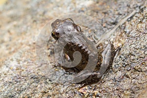 A tiny frog, 1cm in size