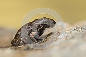 A tiny frog, 1cm in size