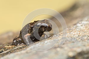 A tiny frog, 1cm in size