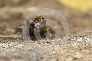 A tiny frog, 1cm in size
