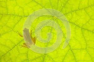 Tiny Frog on a Green Leaf