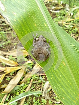 Tiny Frog On A Leaf