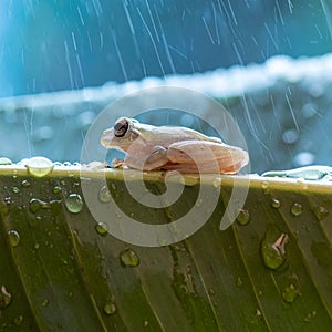 Tiny Frog on a Leaf in the Rain