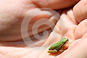 Tiny frog in palm of hand