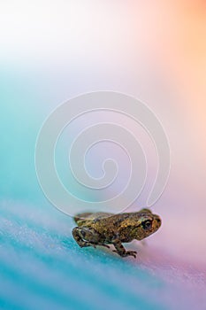 tiny frog with pastel gradient background..