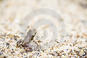 Tiny frog on sand