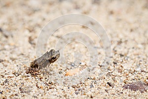Tiny frog on sand