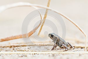 Tiny frog on sand