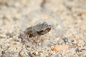Tiny frog on sand