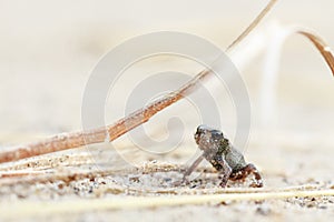 Tiny frog on sand