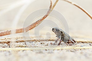 Tiny frog on sand