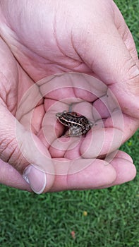 Tiny frog