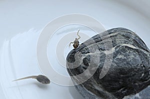 Tiny frog and tadpole