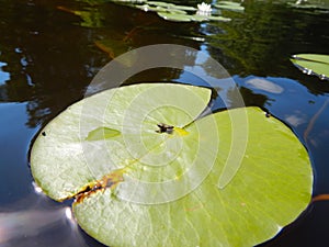 Tiny frog on a water lily leaf