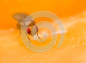 Tiny fruit fly sitting on an apple