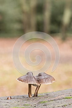 Tiny fungi on Southampton Common
