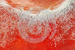 Tiny fungus spores on tomato skin macro bright abstract wallpaper