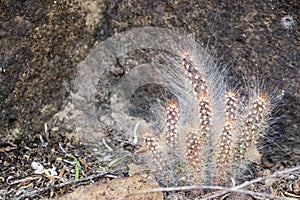 Tiny fuzzy cactus